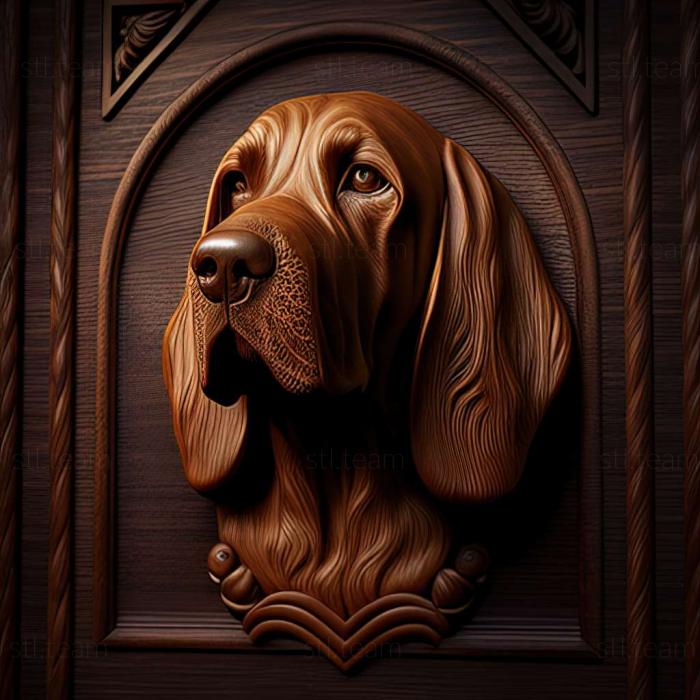 Bloodhound dog